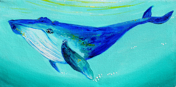 Original Curious Whale